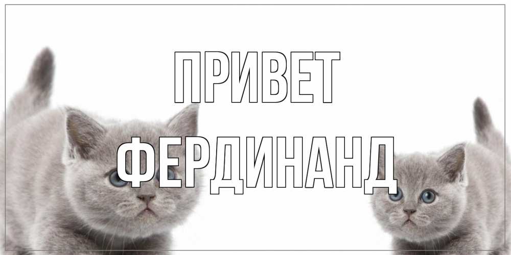 Открытка на каждый день с именем, Фердинанд Привет коты Прикольная открытка с пожеланием онлайн скачать бесплатно 