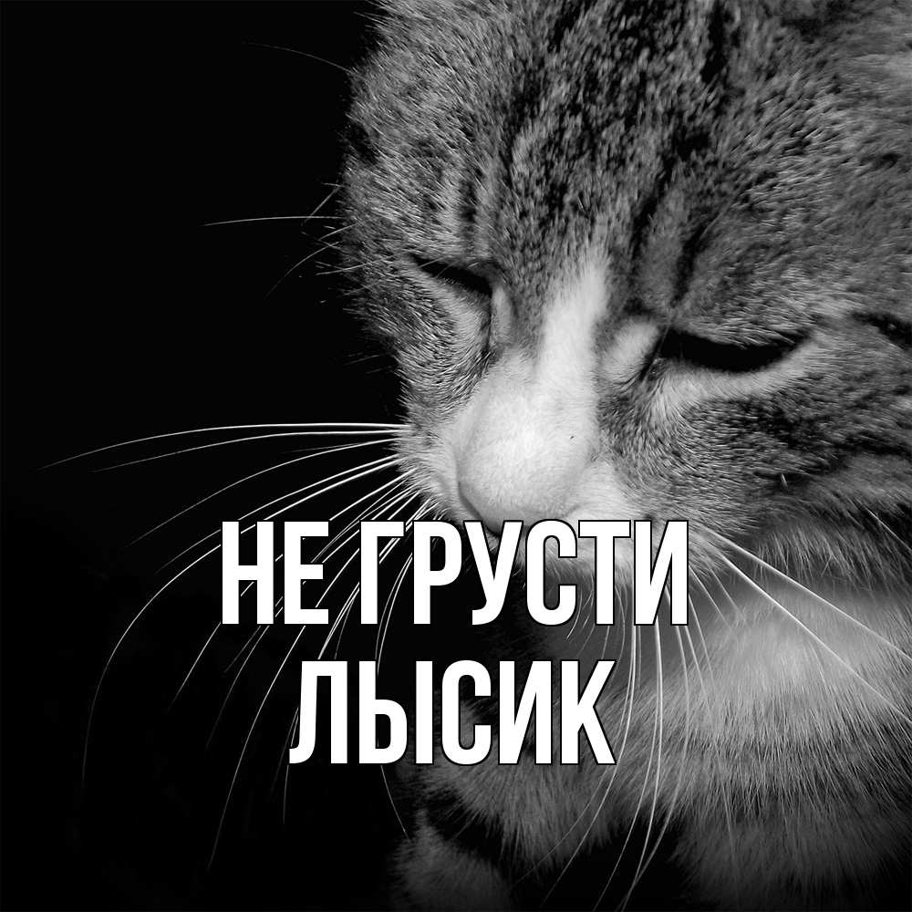 Открытка на каждый день с именем, Лысик Не грусти грустный котик Прикольная открытка с пожеланием онлайн скачать бесплатно 