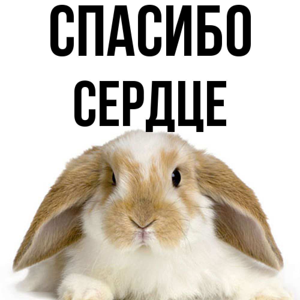 Открытка на каждый день с именем, сердце Спасибо коричнево белый заяц Прикольная открытка с пожеланием онлайн скачать бесплатно 