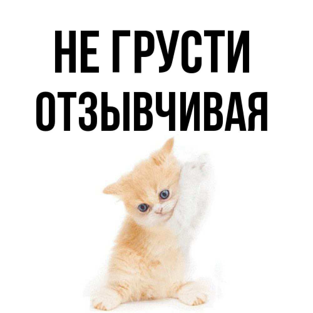 Открытка на каждый день с именем, Отзывчивая Не грусти просящий кот Прикольная открытка с пожеланием онлайн скачать бесплатно 