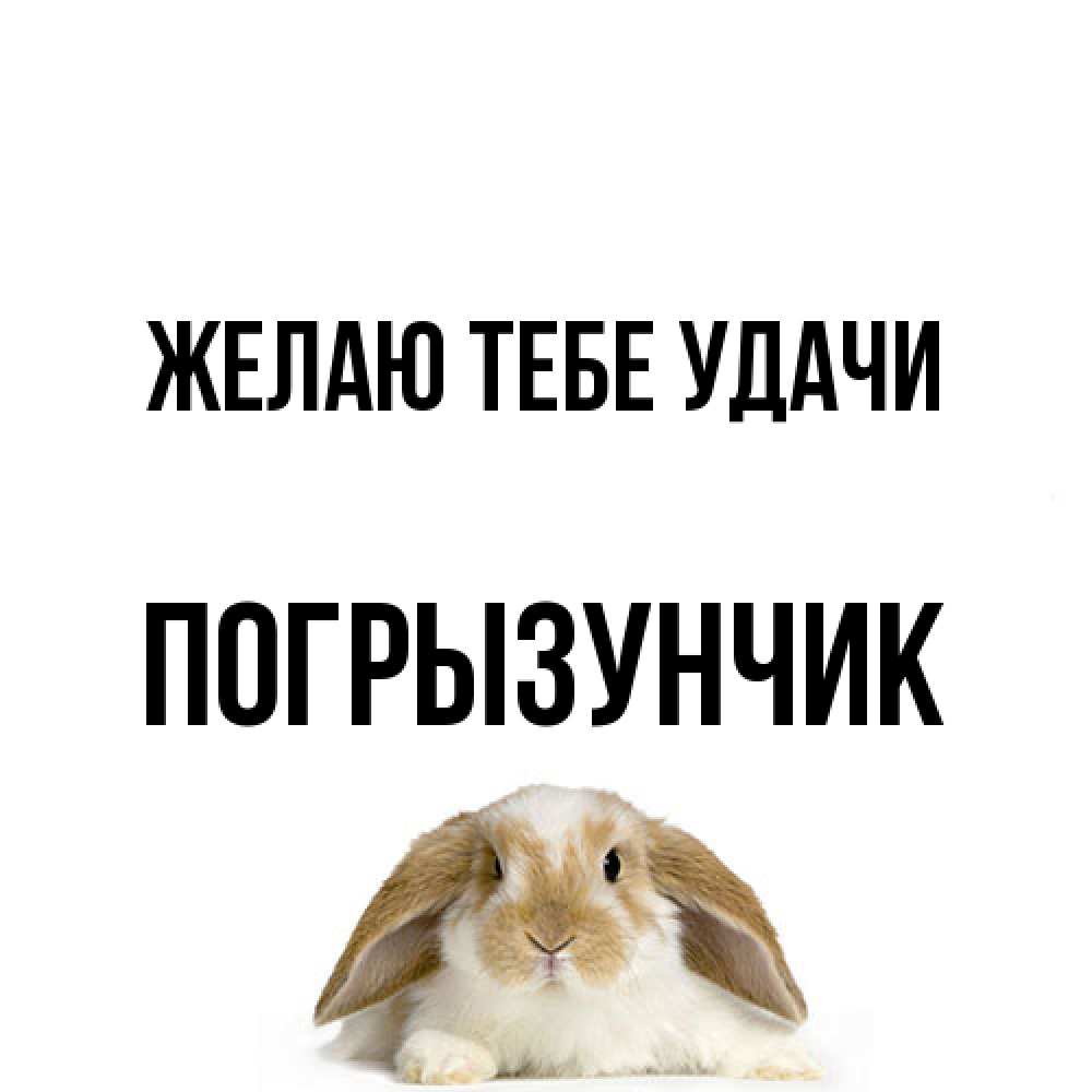Открытка на каждый день с именем, Погрызунчик Желаю тебе удачи открытки с произвольным текстом который можно вставить в открытку и создать ее самостоятельно бесплатно онлайн Прикольная открытка с пожеланием онлайн скачать бесплатно 