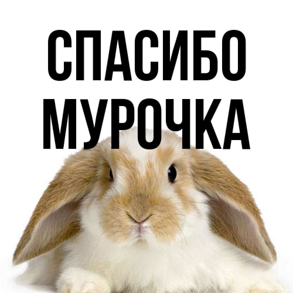 Открытка на каждый день с именем, Мурочка Спасибо коричнево белый заяц Прикольная открытка с пожеланием онлайн скачать бесплатно 