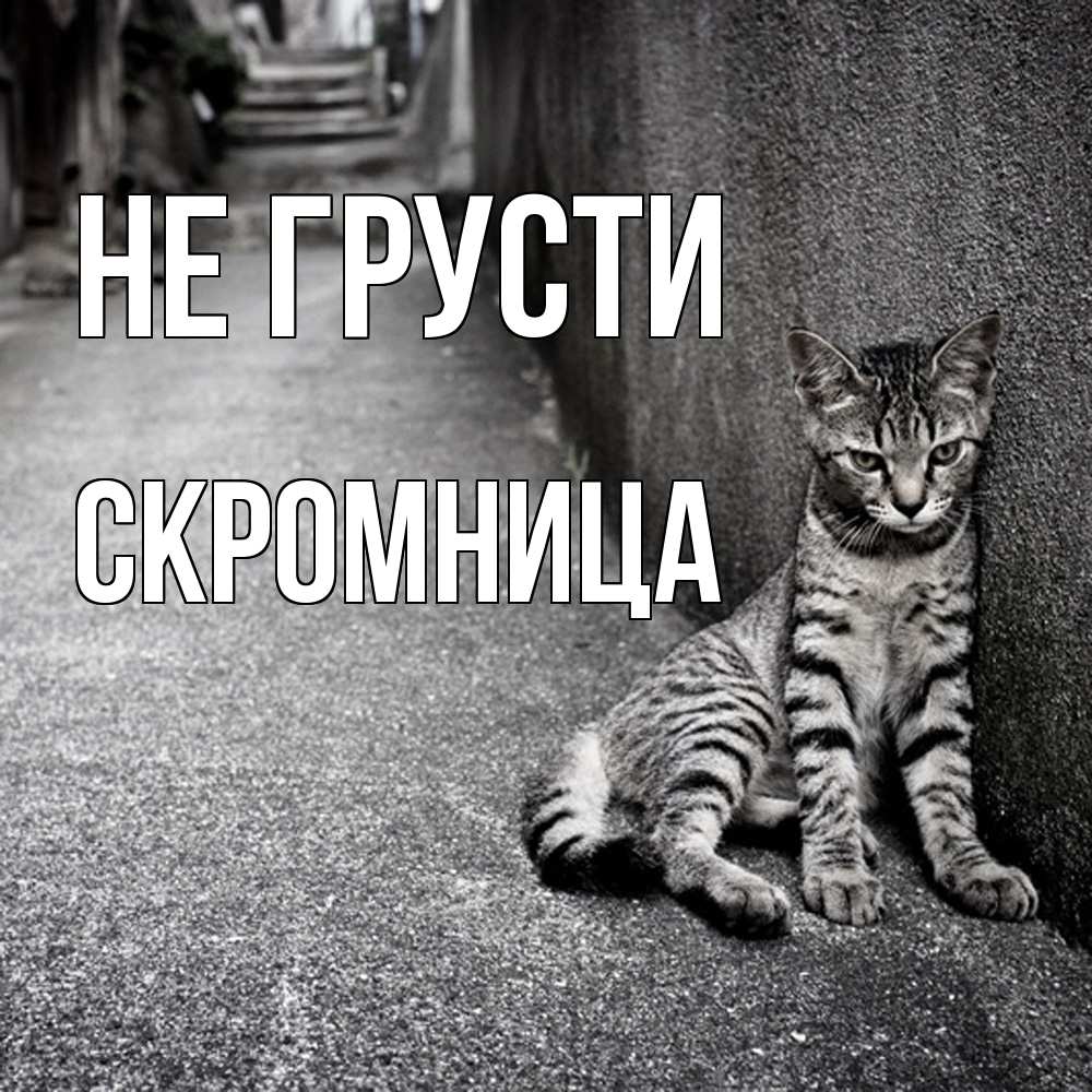 Открытка на каждый день с именем, Скромница Не грусти скучающий котик Прикольная открытка с пожеланием онлайн скачать бесплатно 