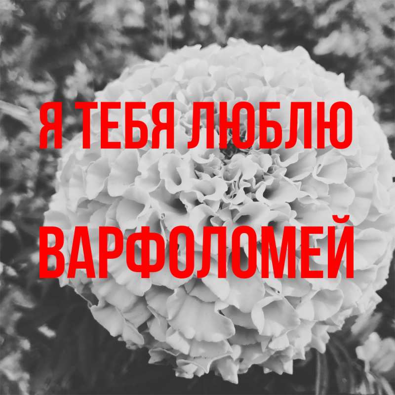 Картинка Я тебя люблю, Варфоломей