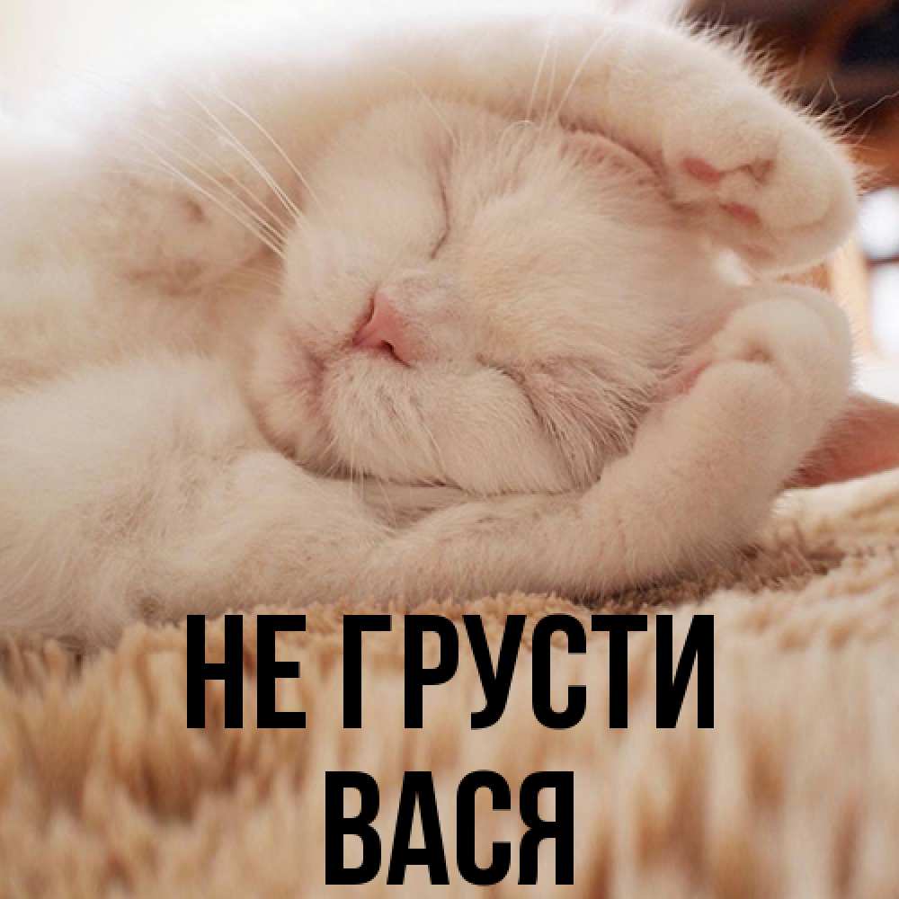 Открытка на каждый день с именем, Вася Не грусти Котенок спит Прикольная открытка с пожеланием онлайн скачать бесплатно 