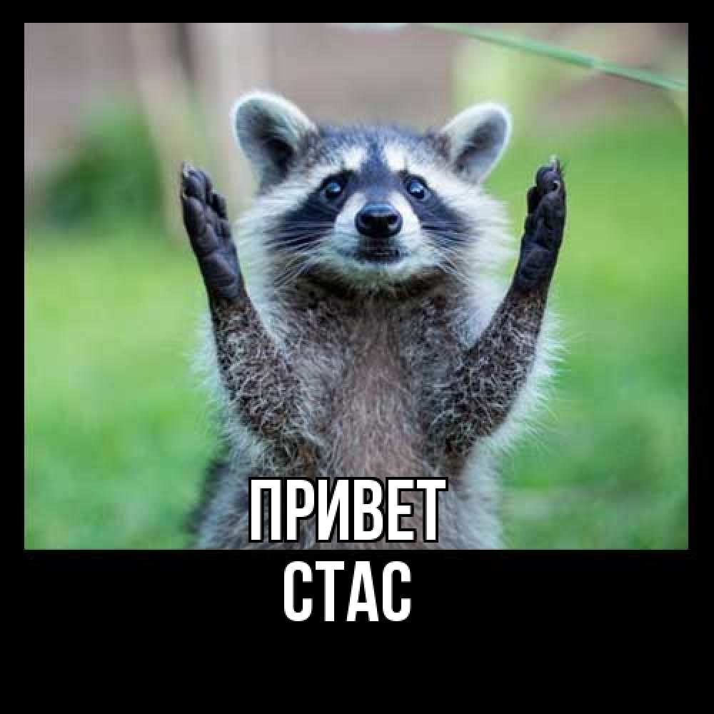 Открытка на каждый день с именем, Стас Привет животные Прикольная открытка с пожеланием онлайн скачать бесплатно 