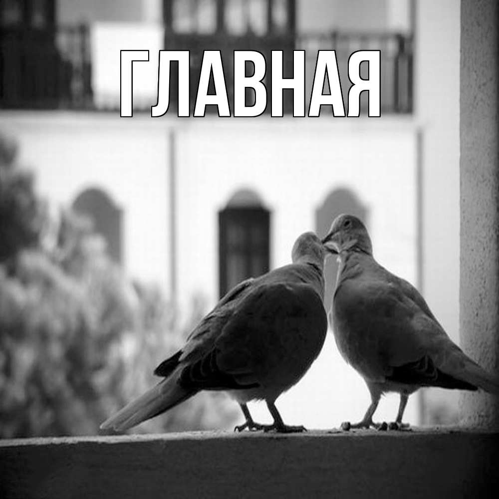 Открытка на каждый день с именем, настя Главная птицы на подоконнике Прикольная открытка с пожеланием онлайн скачать бесплатно 