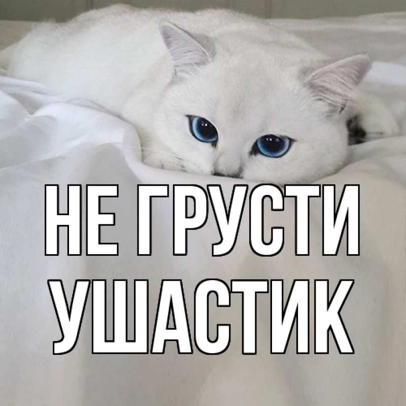 Картинка Не грусти, Ушастик