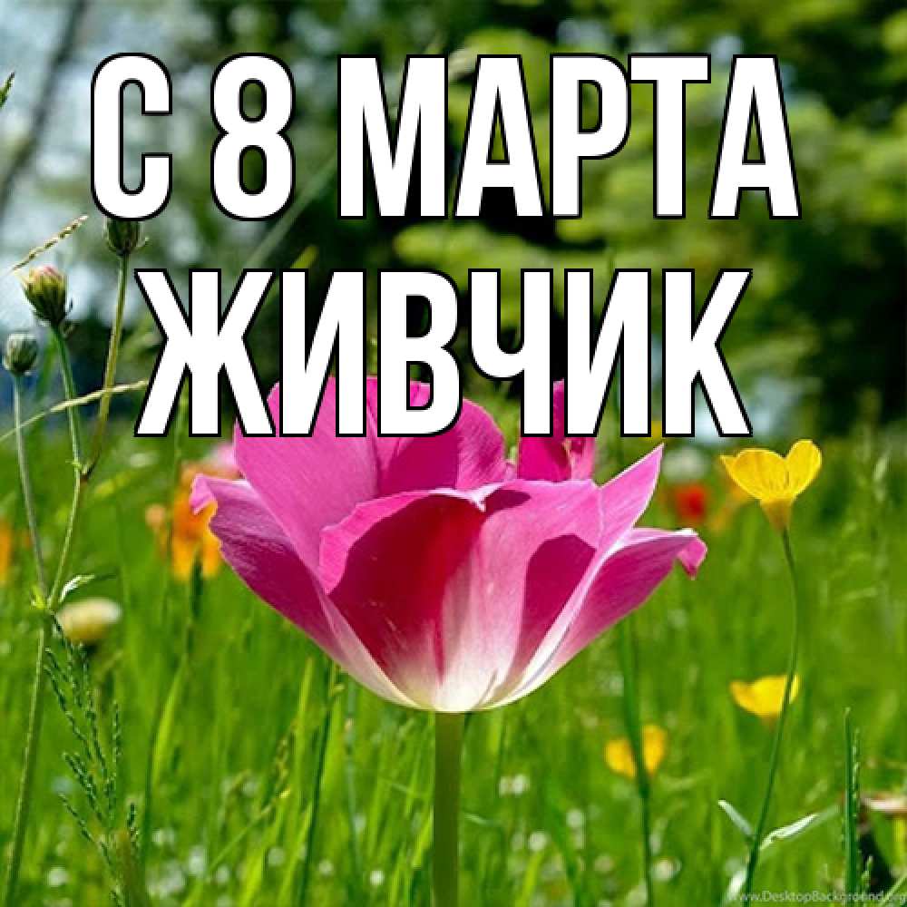 Открытка на каждый день с именем, Живчик C 8 МАРТА полевые цветы Прикольная открытка с пожеланием онлайн скачать бесплатно 
