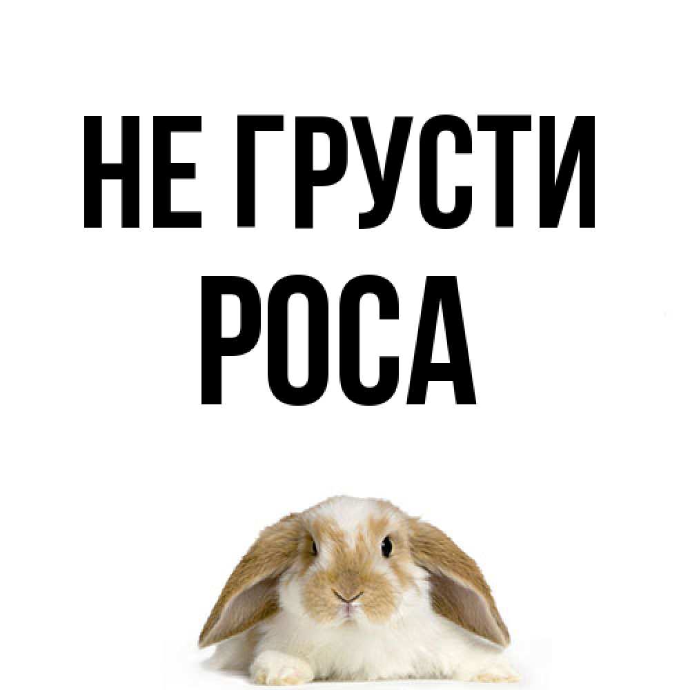 Открытка на каждый день с именем, Роса Не грусти коричнево белый заяц с большими ушками Прикольная открытка с пожеланием онлайн скачать бесплатно 