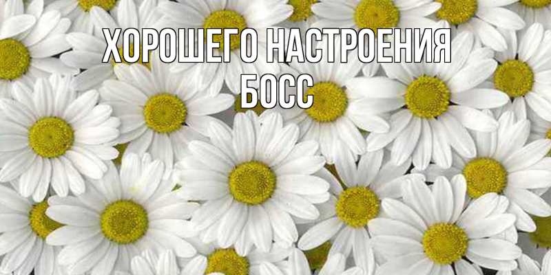 Картинка Хорошего настроения, Босс