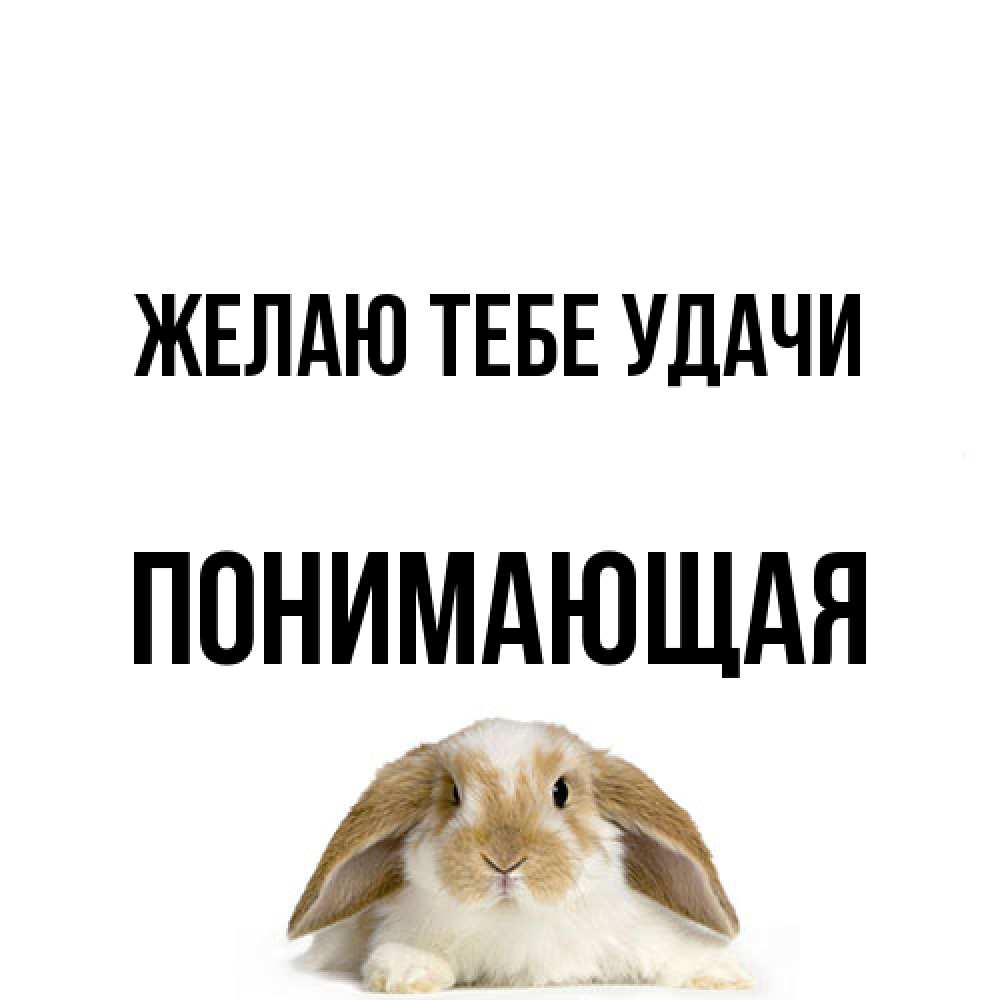 Открытка на каждый день с именем, Понимающая Желаю тебе удачи открытки с произвольным текстом который можно вставить в открытку и создать ее самостоятельно бесплатно онлайн Прикольная открытка с пожеланием онлайн скачать бесплатно 