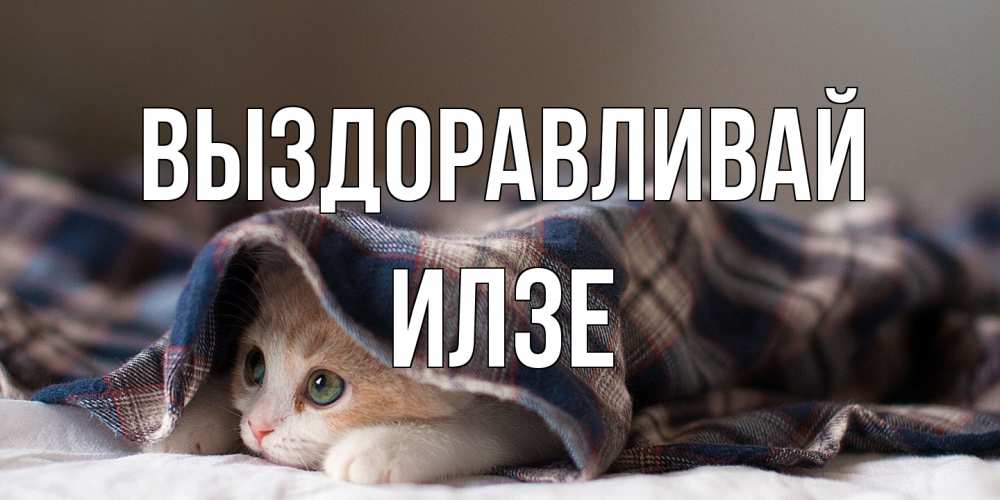 Открытка на каждый день с именем, Илзе Выздоравливай не болейте с котиком Прикольная открытка с пожеланием онлайн скачать бесплатно 