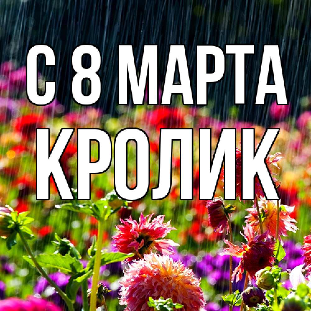 Открытка на каждый день с именем, кролик C 8 МАРТА цветы под дождиком к международному женскому дню Прикольная открытка с пожеланием онлайн скачать бесплатно 