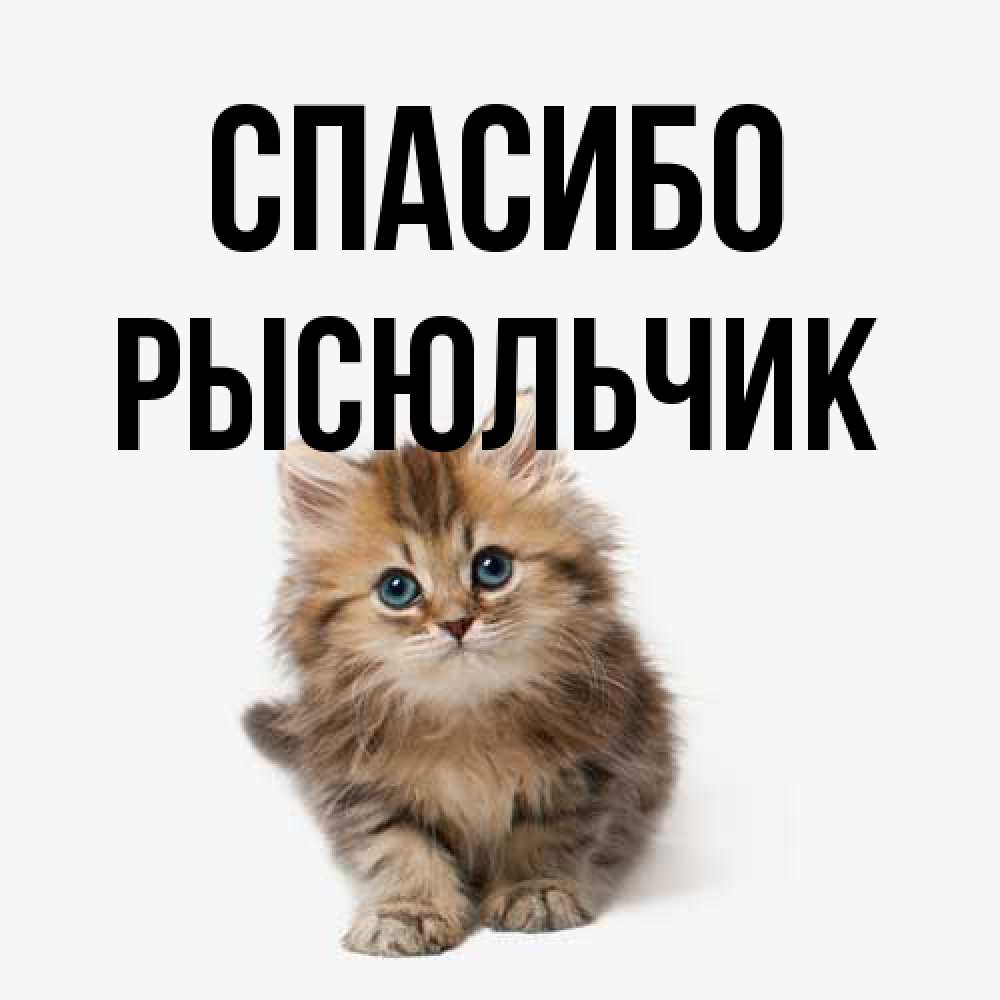 Открытка на каждый день с именем, Рысюльчик Спасибо пушистый котик Прикольная открытка с пожеланием онлайн скачать бесплатно 
