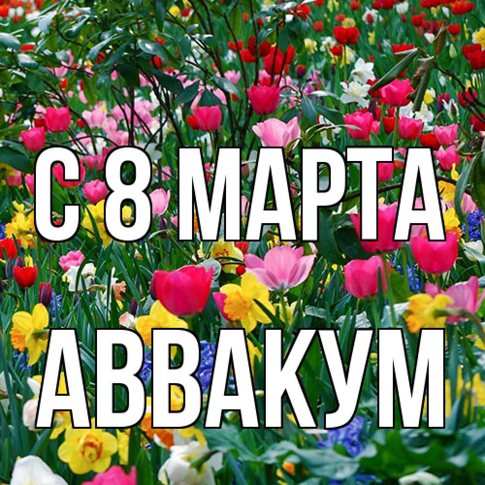 Открытка на каждый день с именем, Аввакум C 8 МАРТА с международным женским днем поздравления для женщины Прикольная открытка с пожеланием онлайн скачать бесплатно 