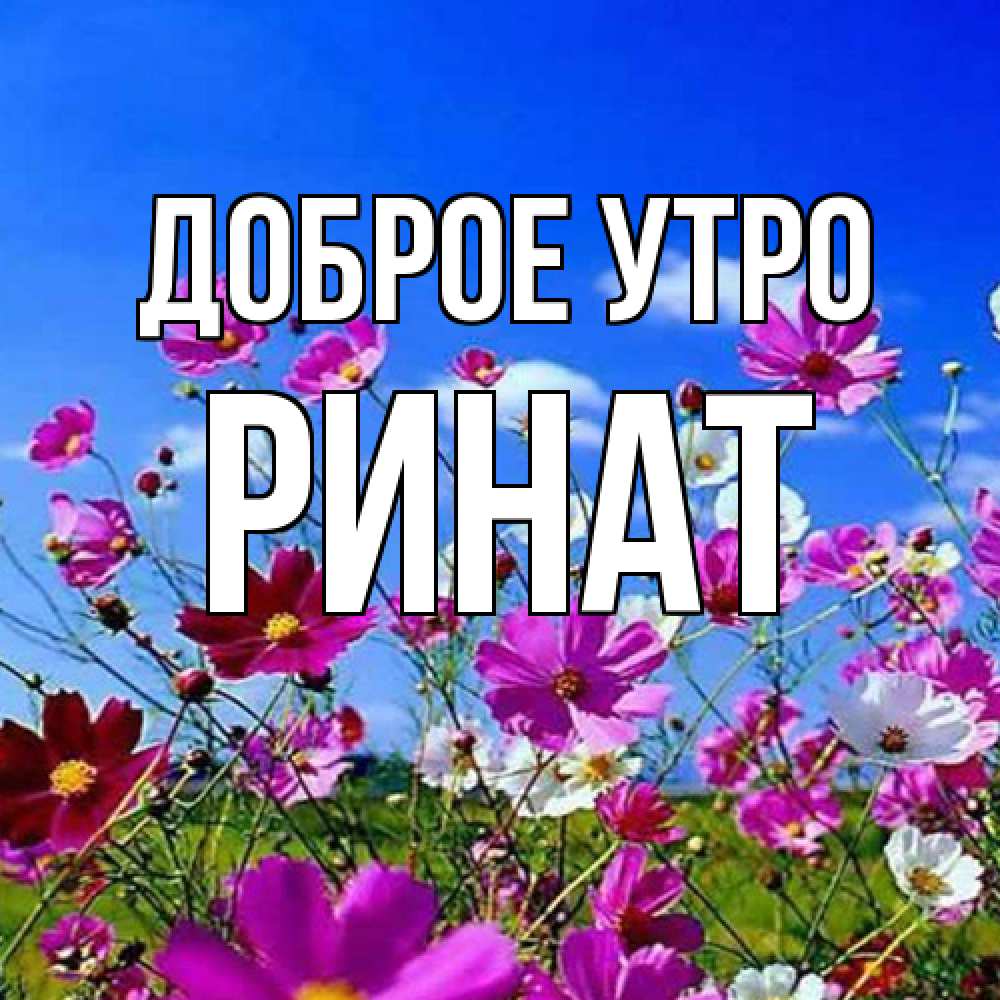 Открытка на каждый день с именем, Ринат Доброе утро сиреневые цветы Прикольная открытка с пожеланием онлайн скачать бесплатно 