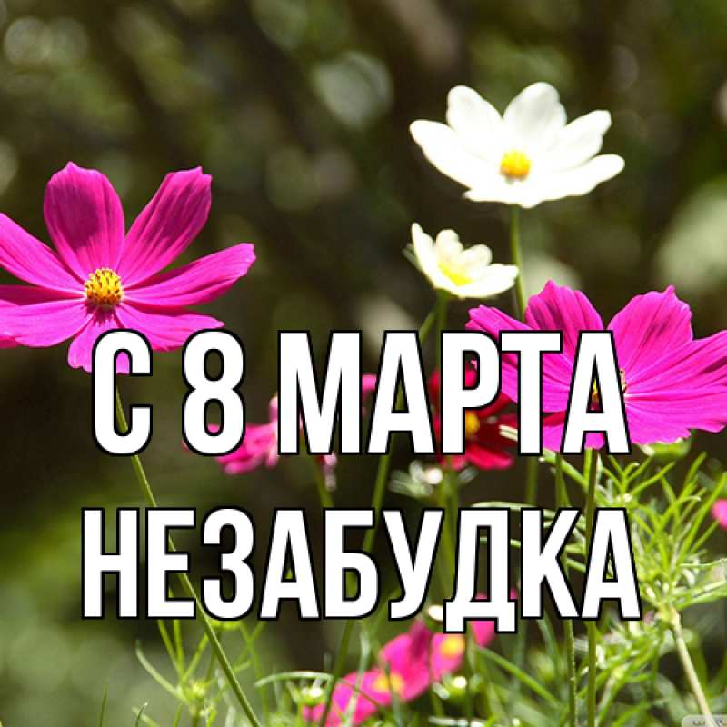 Картинка C 8 МАРТА, Незабудка