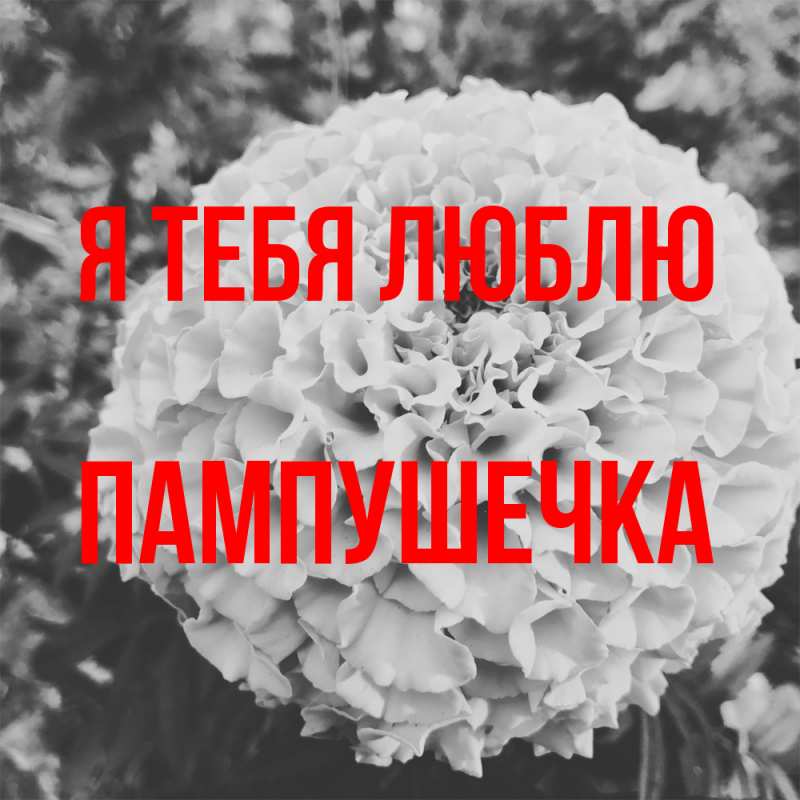 Картинка Я тебя люблю, пампушечка