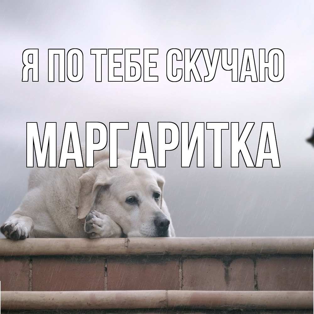 Открытка на каждый день с именем, Маргаритка Я по тебе скучаю ждет Прикольная открытка с пожеланием онлайн скачать бесплатно 