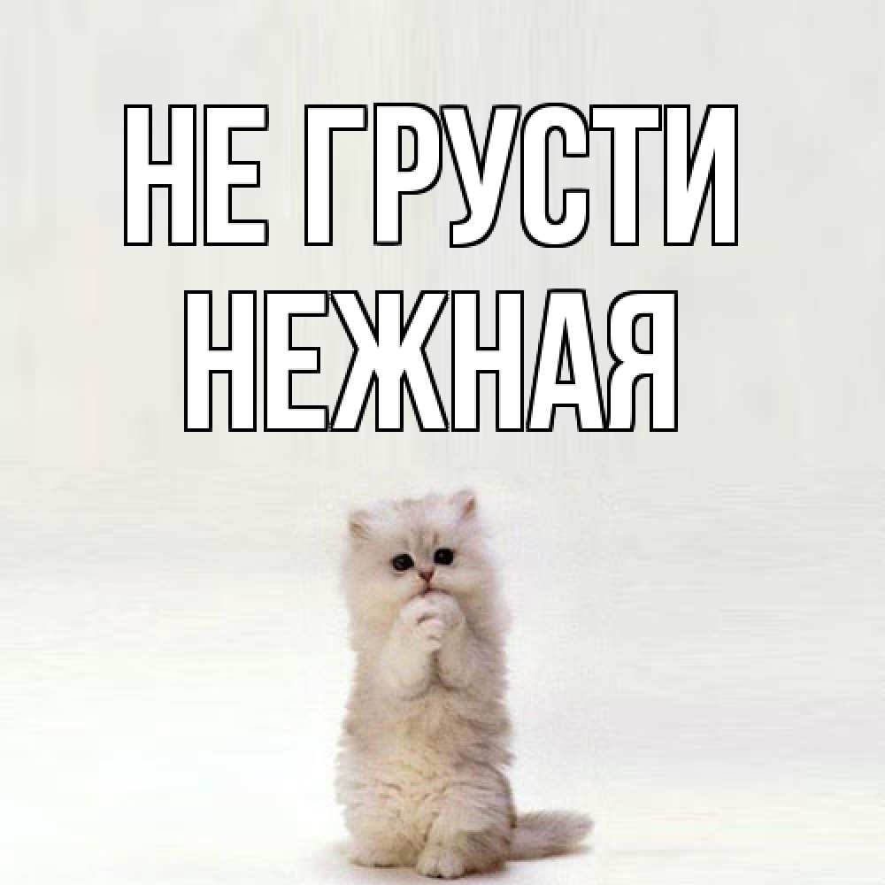 Открытка на каждый день с именем, Hежная Не грусти грустный кот Прикольная открытка с пожеланием онлайн скачать бесплатно 
