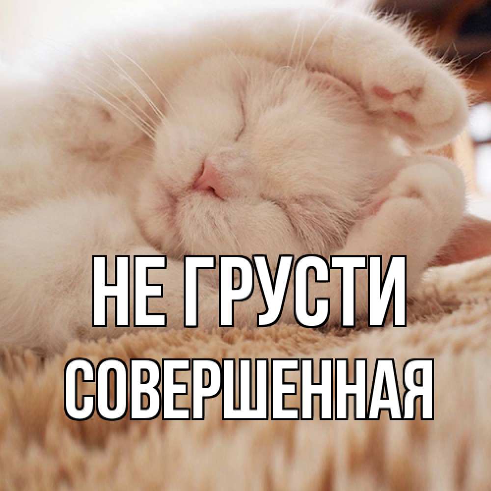 Открытка на каждый день с именем, Совершенная Не грусти белый кот Прикольная открытка с пожеланием онлайн скачать бесплатно 