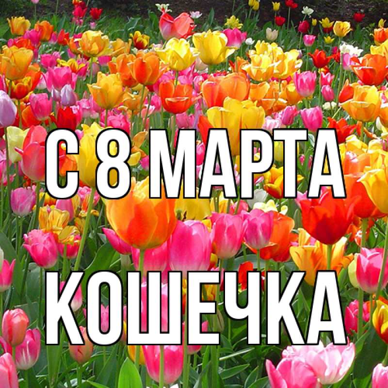 Картинка C 8 МАРТА, кошечка