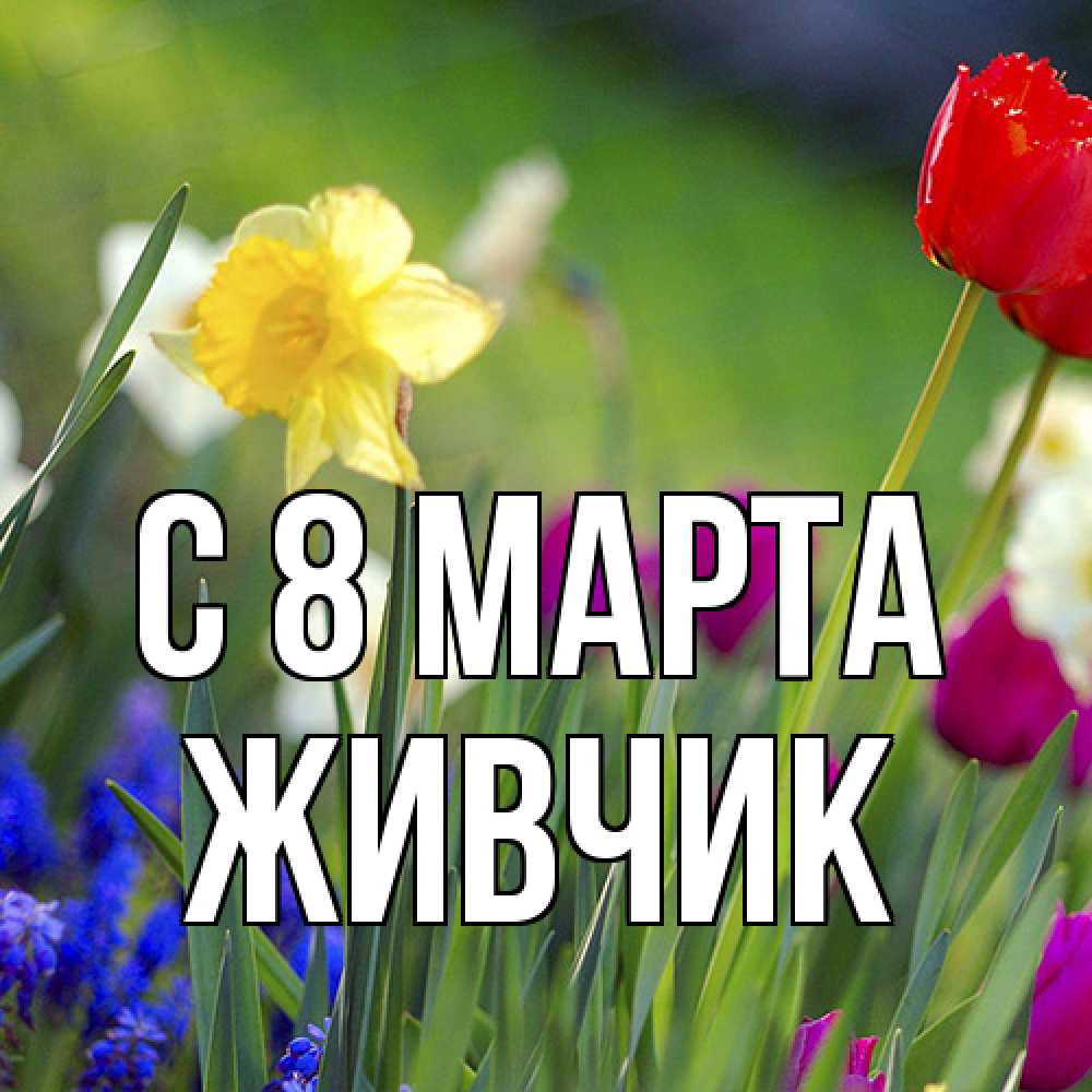 Открытка на каждый день с именем, Живчик C 8 МАРТА международный женский день 3 Прикольная открытка с пожеланием онлайн скачать бесплатно 