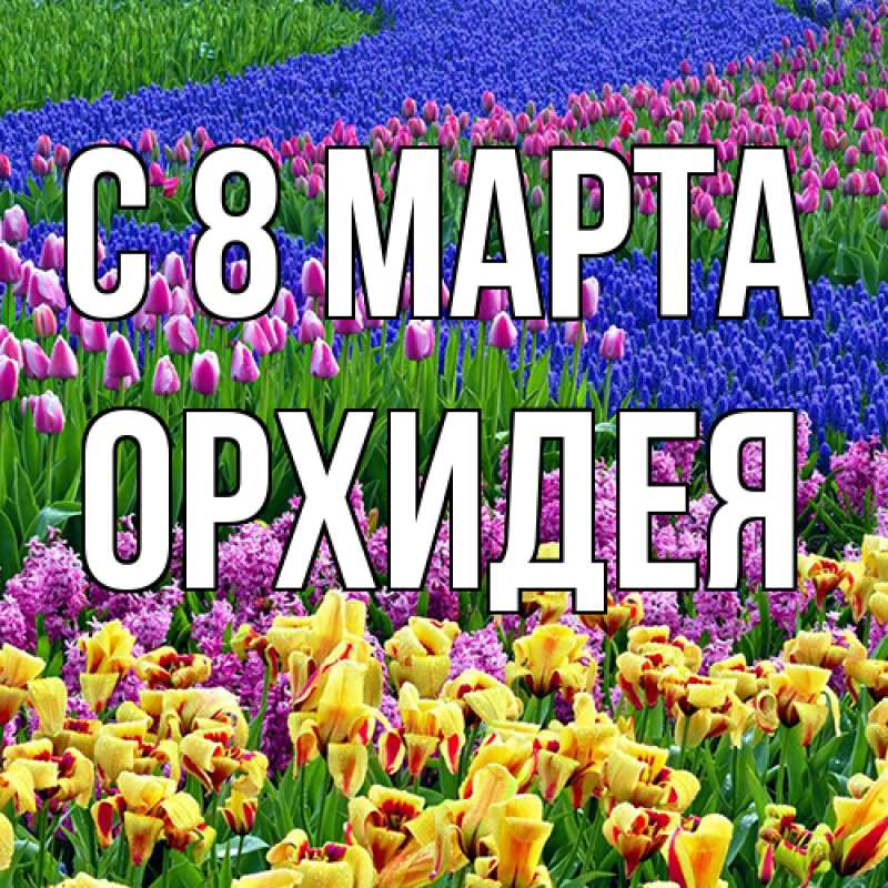 Картинка C 8 МАРТА, Орхидея
