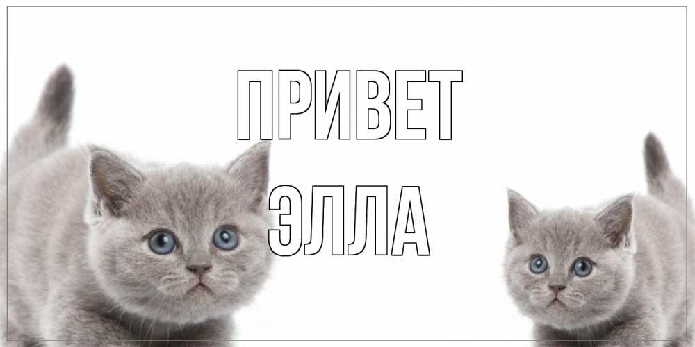 Открытка на каждый день с именем, Элла Привет коты Прикольная открытка с пожеланием онлайн скачать бесплатно 
