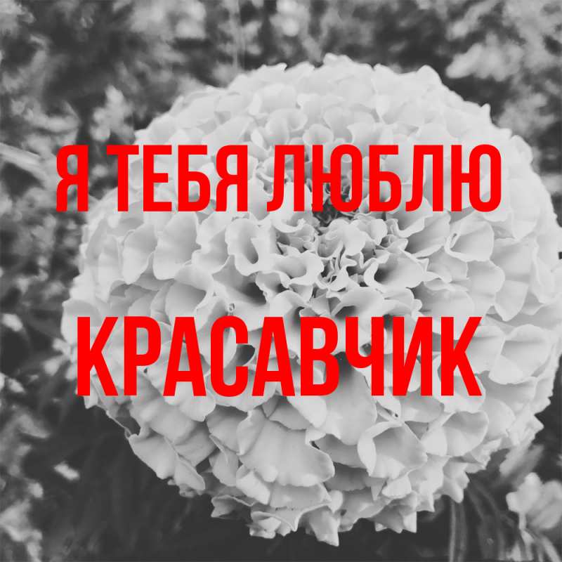 Картинка Я тебя люблю, Красавчик