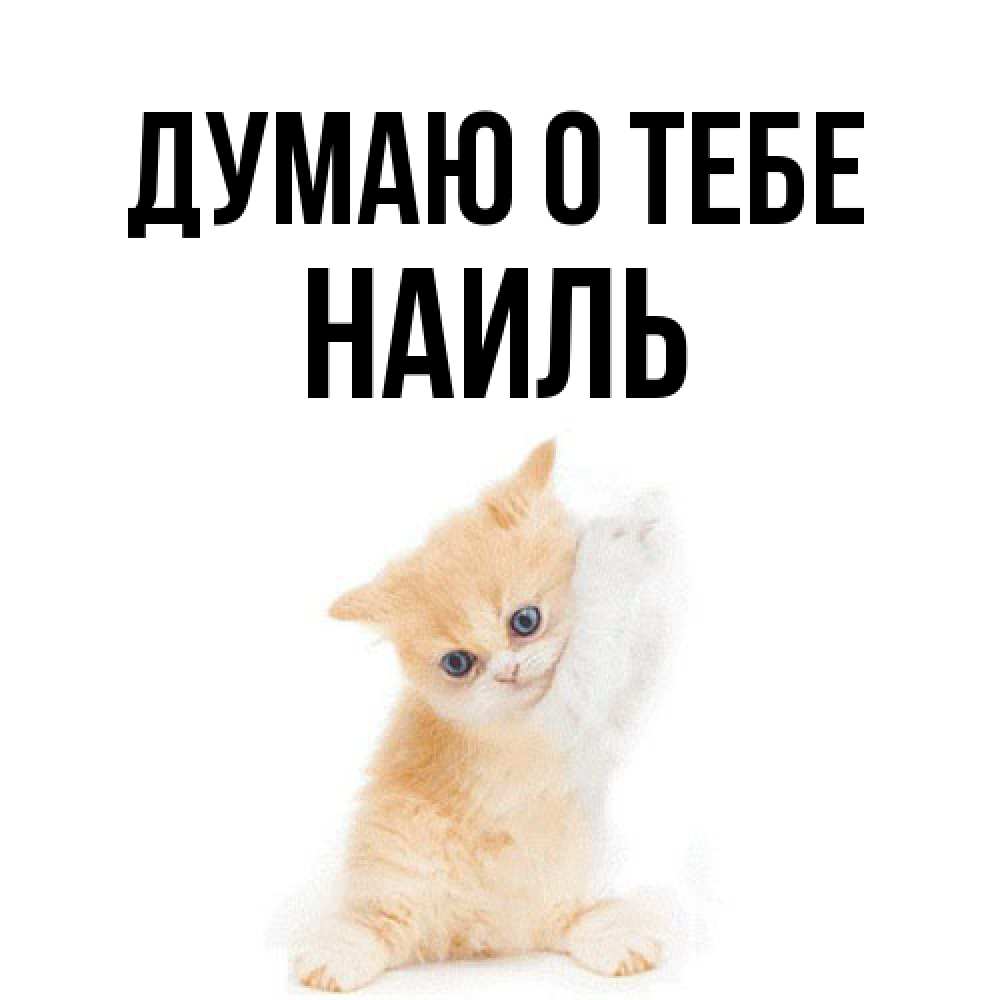 Открытка на каждый день с именем, Наиль Думаю о тебе зверушки и милота Прикольная открытка с пожеланием онлайн скачать бесплатно 