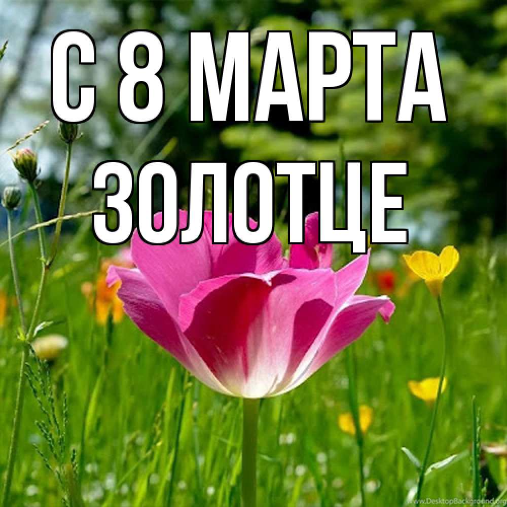 Открытка на каждый день с именем, Золотце C 8 МАРТА полевые цветы Прикольная открытка с пожеланием онлайн скачать бесплатно 