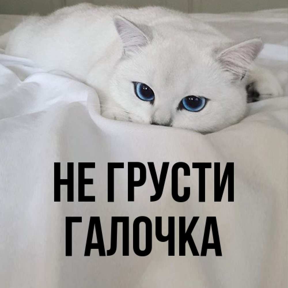 Открытка на каждый день с именем, Галочка Не грусти Голубоглазая кошка Прикольная открытка с пожеланием онлайн скачать бесплатно 