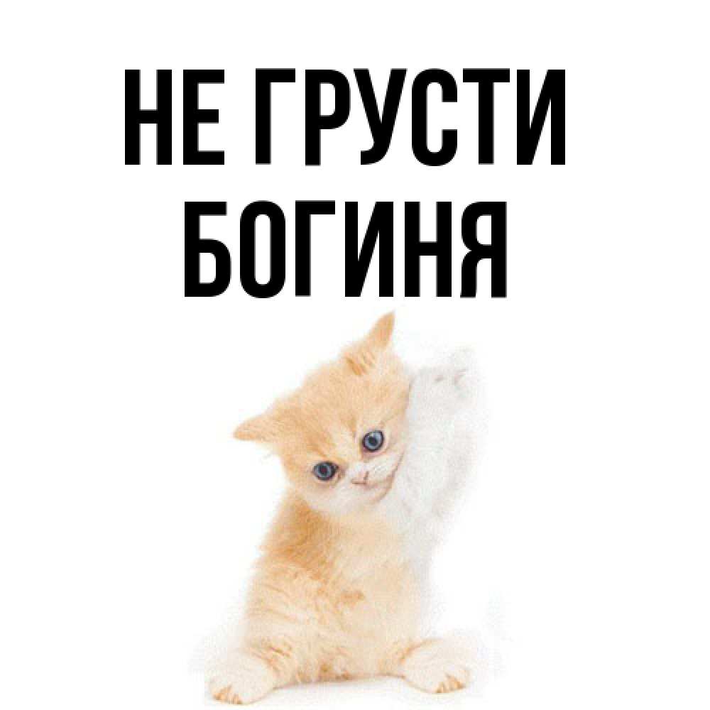 Открытка на каждый день с именем, Богиня Не грусти просящий кот Прикольная открытка с пожеланием онлайн скачать бесплатно 