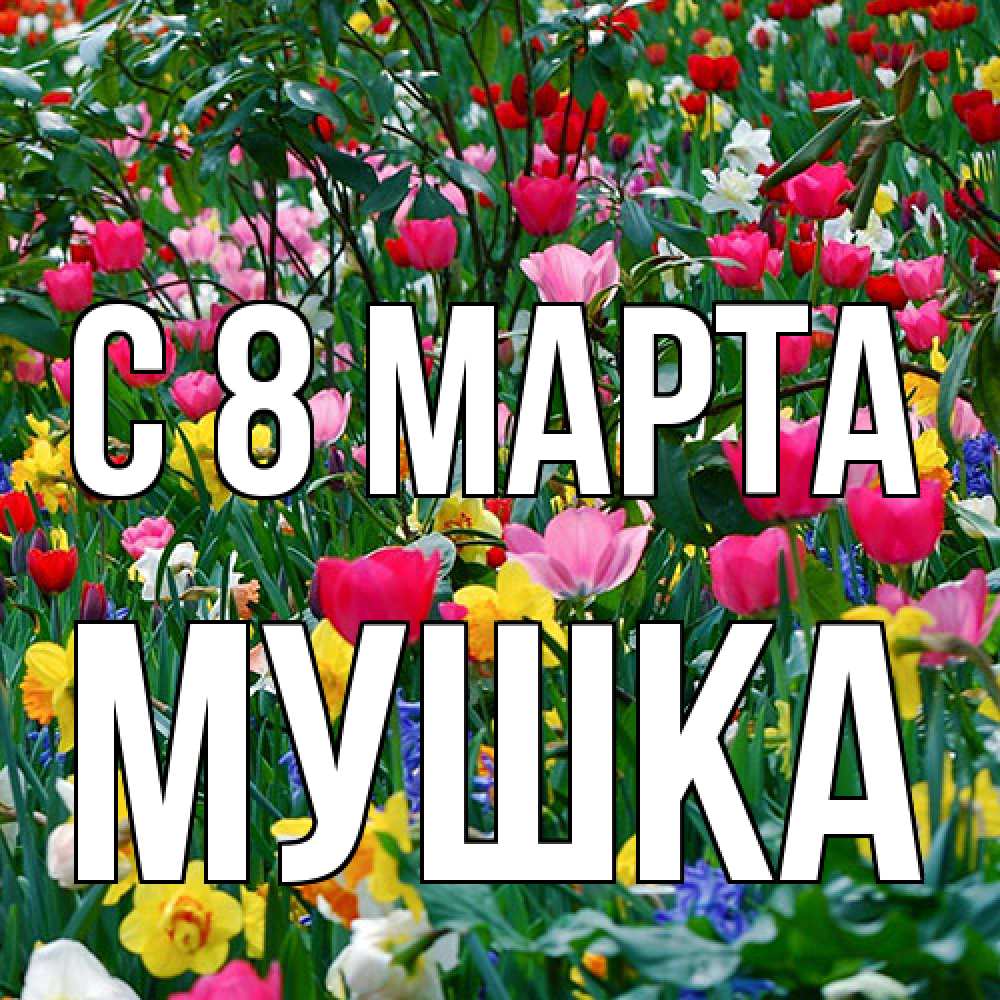 Открытка на каждый день с именем, мушка C 8 МАРТА с международным женским днем поздравления для женщины Прикольная открытка с пожеланием онлайн скачать бесплатно 