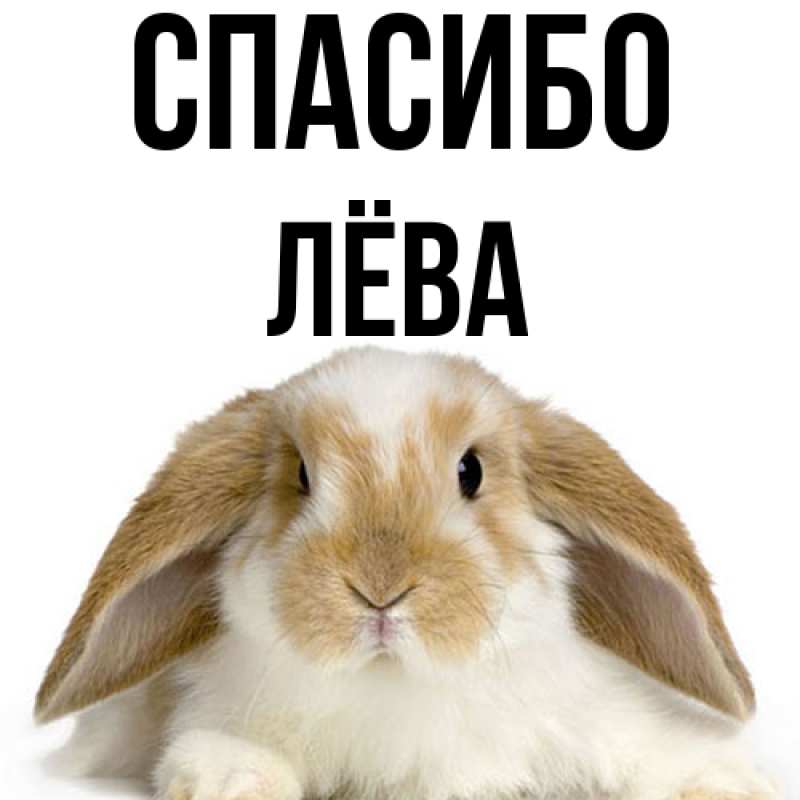 Картинка Спасибо, Лёва