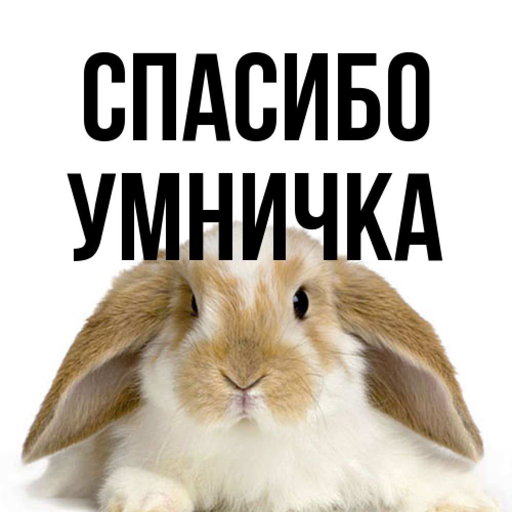 Открытка на каждый день с именем, Умничка Спасибо коричнево белый заяц Прикольная открытка с пожеланием онлайн скачать бесплатно 