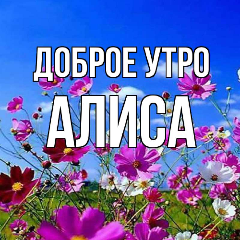 Картинка Доброе утро, Алиса