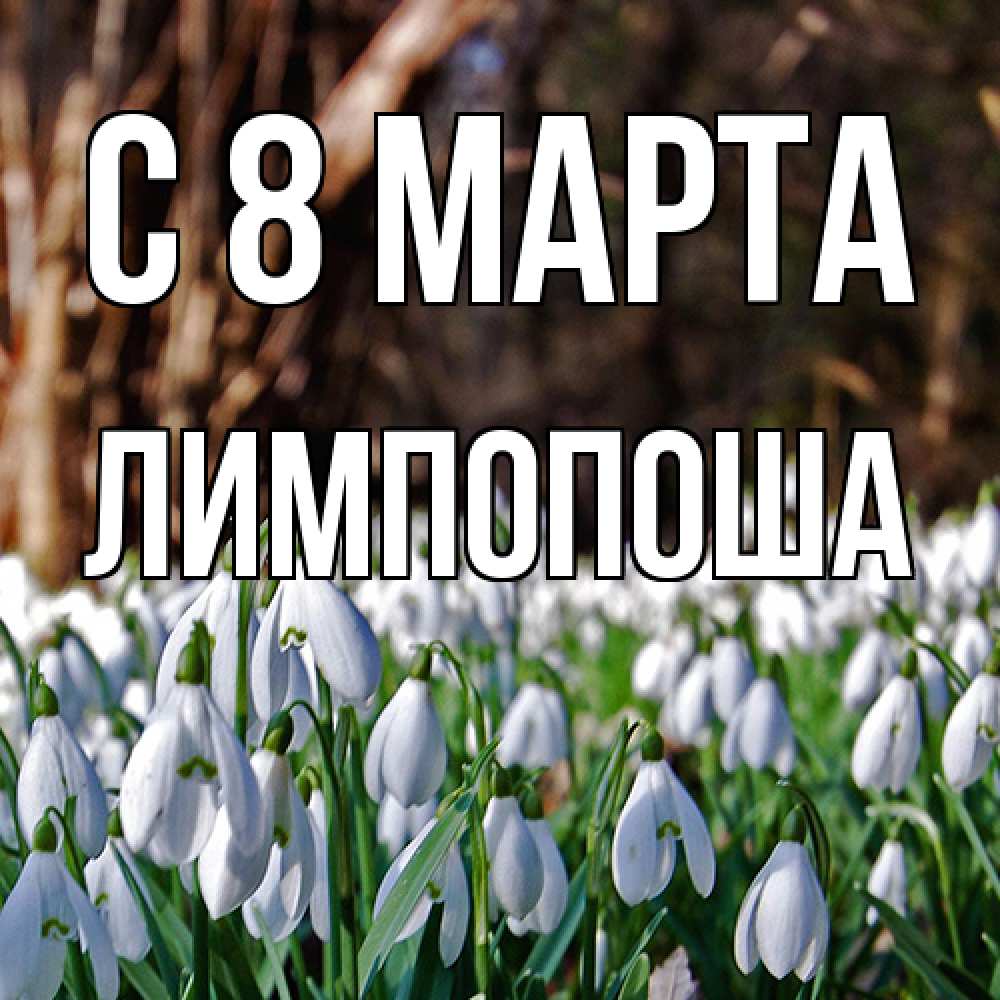 Открытка на каждый день с именем, лимпопоша C 8 МАРТА с подснежниками 1 Прикольная открытка с пожеланием онлайн скачать бесплатно 