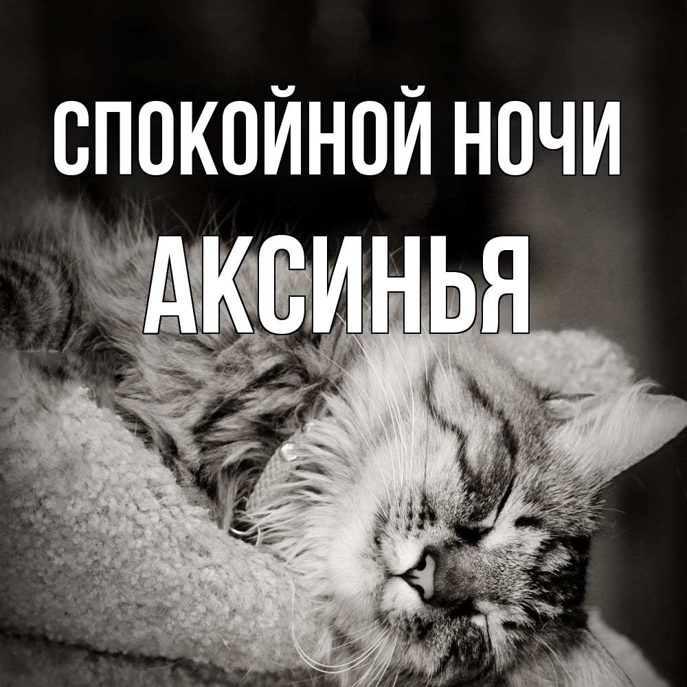 Открытка на каждый день с именем, Аксинья Спокойной ночи котярик пушистый Прикольная открытка с пожеланием онлайн скачать бесплатно 