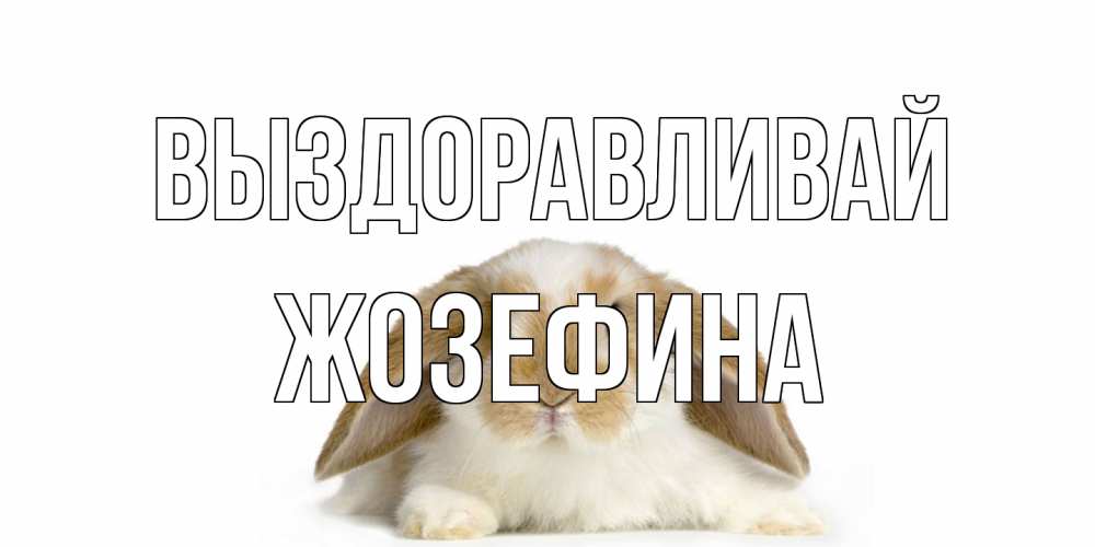 Открытка на каждый день с именем, Жозефина Выздоравливай вислоухий кролик белого и коричневого цвета Прикольная открытка с пожеланием онлайн скачать бесплатно 