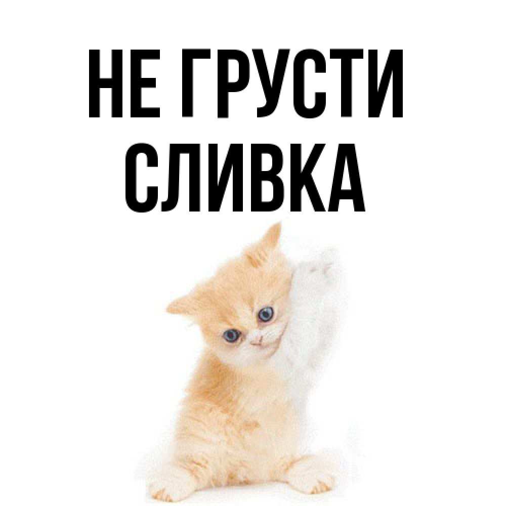 Открытка на каждый день с именем, Сливка Не грусти просящий кот Прикольная открытка с пожеланием онлайн скачать бесплатно 