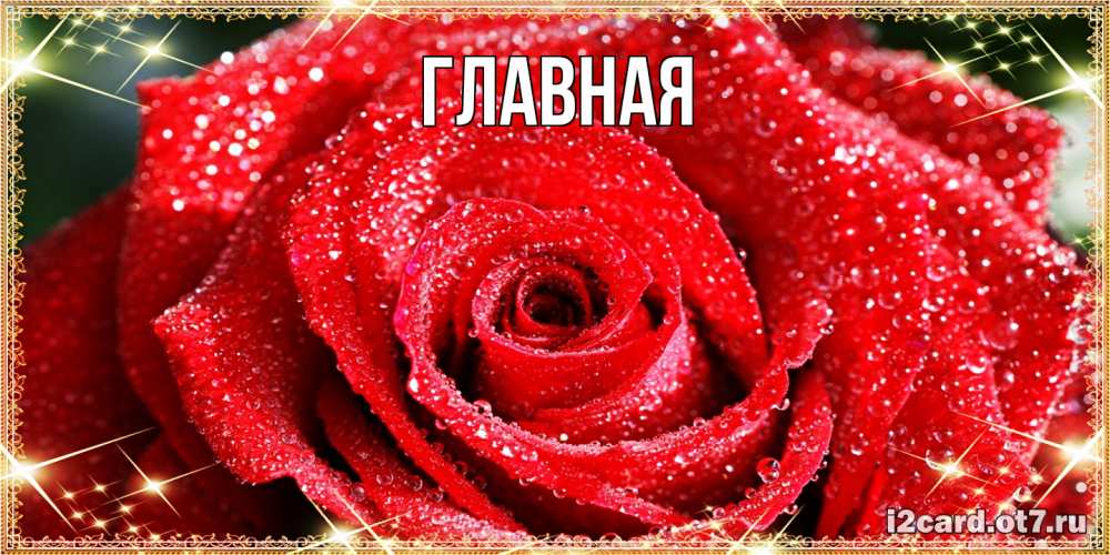 Открытка на каждый день с именем, настя Главная роса и роза. открытка с красивой розой Прикольная открытка с пожеланием онлайн скачать бесплатно 