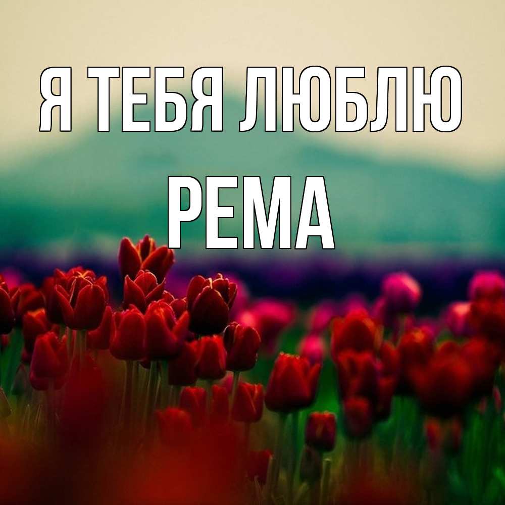 Открытка на каждый день с именем, Рема Я тебя люблю тюльпаны 4 Прикольная открытка с пожеланием онлайн скачать бесплатно 