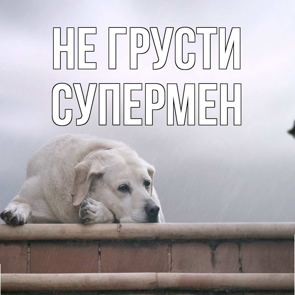 Открытка на каждый день с именем, Супермен Не грусти белый пес 1 Прикольная открытка с пожеланием онлайн скачать бесплатно 