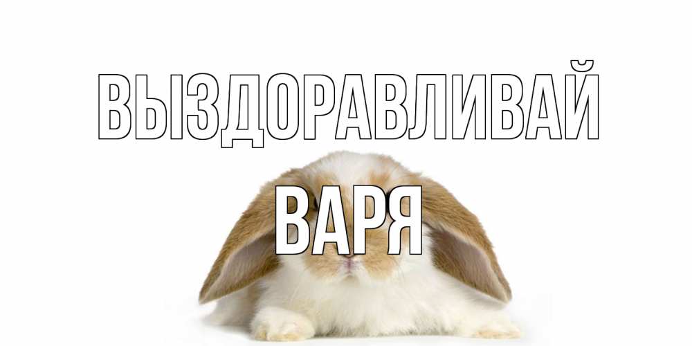 Открытка на каждый день с именем, Варя Выздоравливай вислоухий кролик белого и коричневого цвета Прикольная открытка с пожеланием онлайн скачать бесплатно 