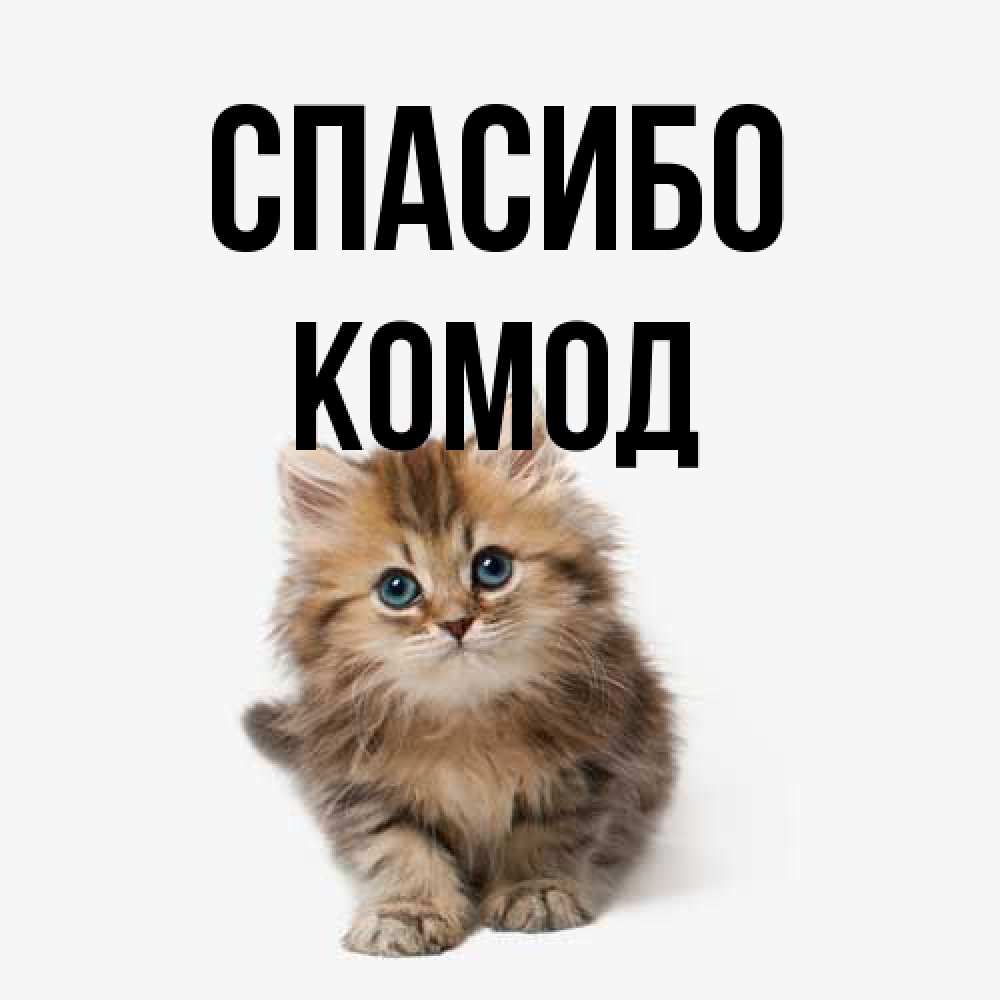 Открытка на каждый день с именем, Комод Спасибо пушистый котик Прикольная открытка с пожеланием онлайн скачать бесплатно 