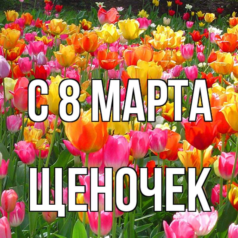 Картинка C 8 МАРТА, Щеночек