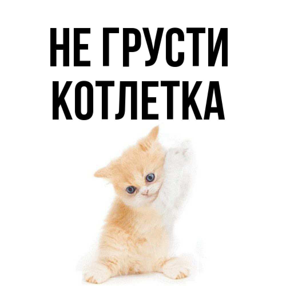 Открытка на каждый день с именем, Котлетка Не грусти просящий кот Прикольная открытка с пожеланием онлайн скачать бесплатно 